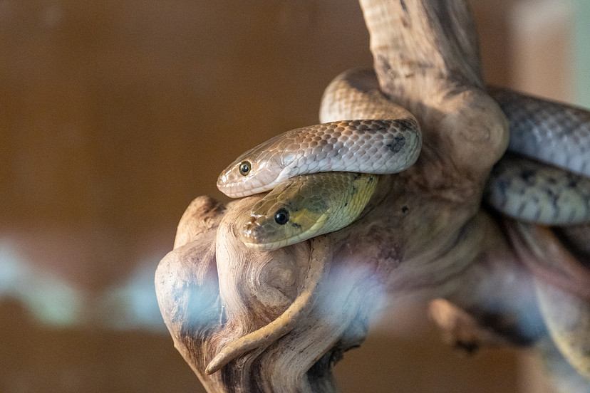 Two snakes resting together on a pale, twisted tree branch.